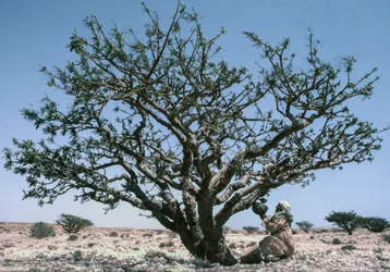 Mann sammelt das Weihrauchharz, auch bekannt als Olibanum, von einem Boswellia-Baum im Oman.