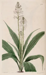 Illustration von Calanthe triplicata (als syn. Calanthe veratrifolia) (Pflanze)