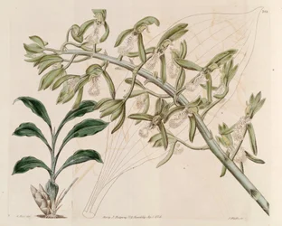 Illustration von Catasetum cristatum