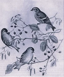 Erlenzeisige, Natur in Großbritannien veröffentlicht von Collins, 1946