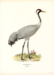 Kranich