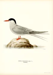 Küstenseeschwalbe