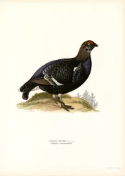Birkhuhn