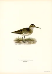 Sumpfläufer