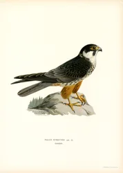 Baumfalke