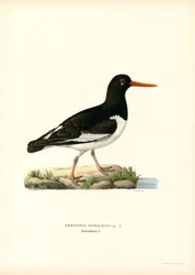Austernfischer