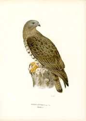 Wespenbussard