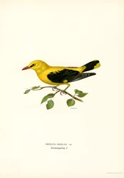 Pirol (Farblithographie)