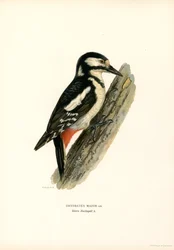 Buntspecht