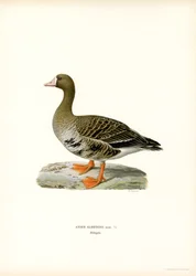 Blässgans