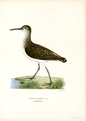 Waldwasserläufer