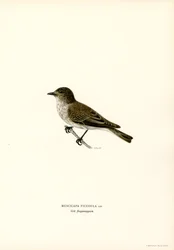 Grauschnäpper (Farblithographie)