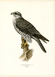 Gerfalke