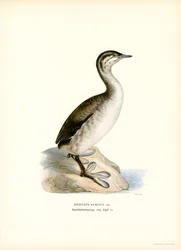 Ohrentaucher
