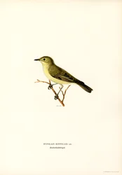 Gelbspötter (Farblithographie)