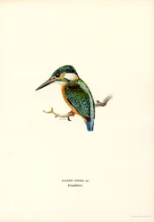 Eisvogel