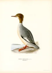 Gänsesäger
