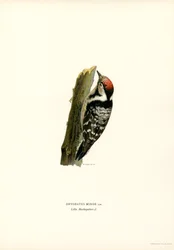 Kleinspecht