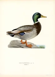 Stockente
