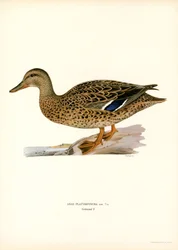Stockente