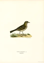 Wiesenpieper (Farblithographie)