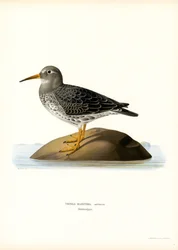 Meerstrandläufer