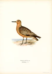 Meerstrandläufer
