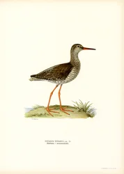 Rotschenkel