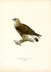 Raufußbussard