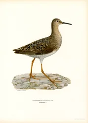 Kampfläufer