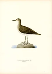 Sumpfläufer