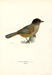 Sibirischer Eichelhäher (Farblithographie)