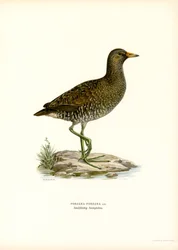 Tüpfelsumpfhuhn