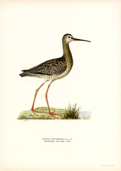 Dunkler Wasserläufer