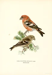 Bindenkreuzschnabel (Farblithographie)