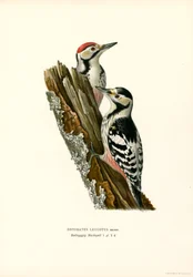 Weißrückenspecht
