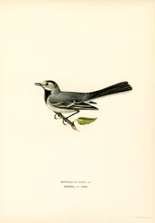 Bachstelze