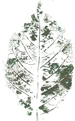 Botanischer Blattdruck