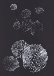 Botanische Blattdrucke