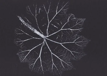 Zartes Blattskelett