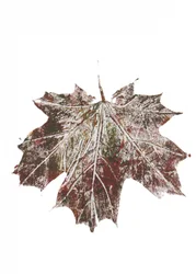 Rustikales Herbst-Ahornblatt