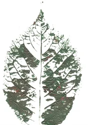Strukturiertes grünes Blatt