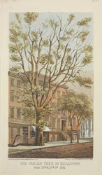 Der Varian-Baum in Broadway, zwischen 26. und 27. Straße