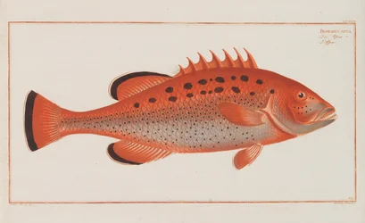 Allgemeine Naturgeschichte der Fische Deutschlands