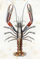 Naturgeschichtliche Tafel: Die Languste nach Marc Elieser Bloch Ichthyologie Paris - Berlin - London 1787