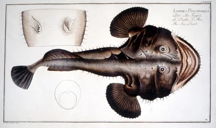 Naturgeschichte Platte: Die Lotte nach Marc Elieser Bloch Ichtyologie Paris - Berlin - London 1787