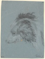 Ein Hundekopf