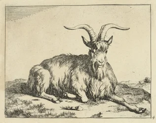 Liegende Ziege mit ausgestrecktem Vorderbein