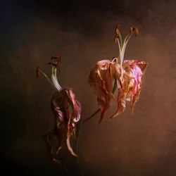 Elegante verwelkende Lilien