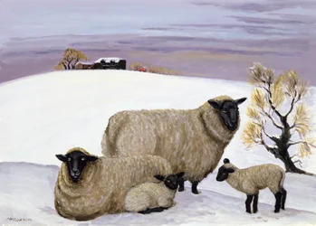 Schafe im Winter